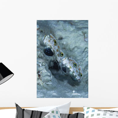 Pair Twinspot Gobys Australia Wall Decal shown on a wall