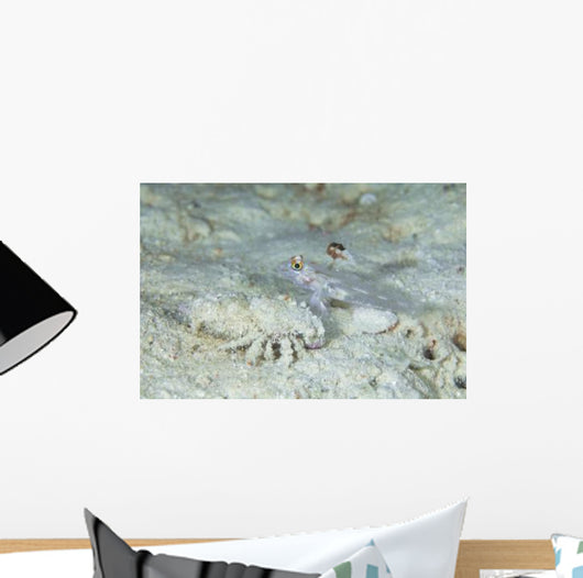 Goby with Hermit Crab Wall Decal