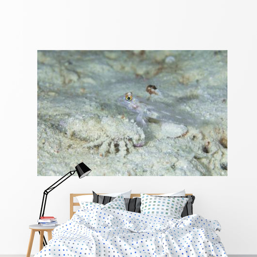 Goby with Hermit Crab Wall Decal
