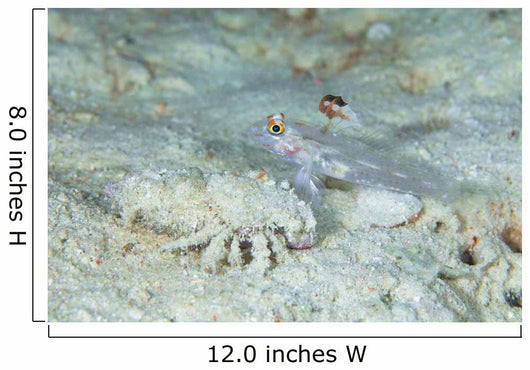 Goby with Hermit Crab Wall Decal