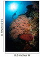 Diver over Soft Coral Wall Decal Design 1