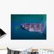 Whale Shark Feeding Fish Wall Decal