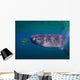 Whale Shark Feeding Fish Wall Decal