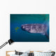 Whale Shark Feeding Fish Wall Decal