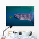 Whale Shark Feeding Fish Wall Decal