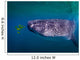 Whale Shark Feeding Fish Wall Decal