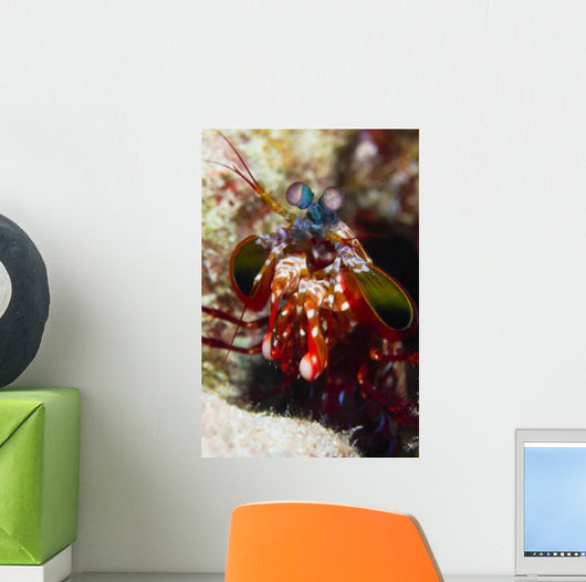 Mantis Shrimp Australia Wall Decal