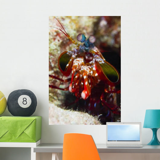 Mantis Shrimp Australia Wall Decal