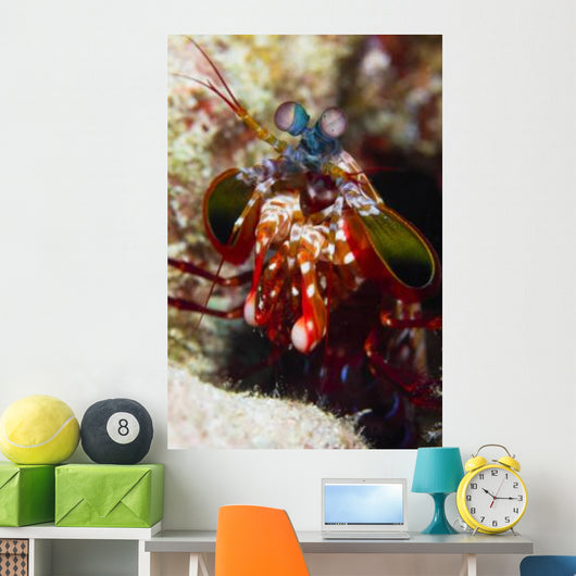 Mantis Shrimp Australia Wall Decal