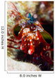 Mantis Shrimp Australia Wall Decal