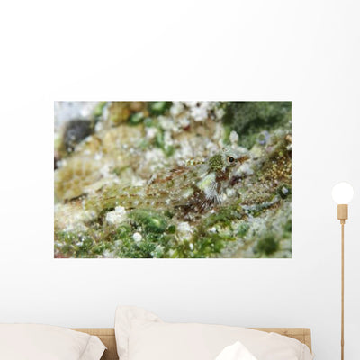 Triplefin Indonesia Wall Decal shown on a wall