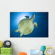 Hawksbill Sea Turtle Belly Wall Decal