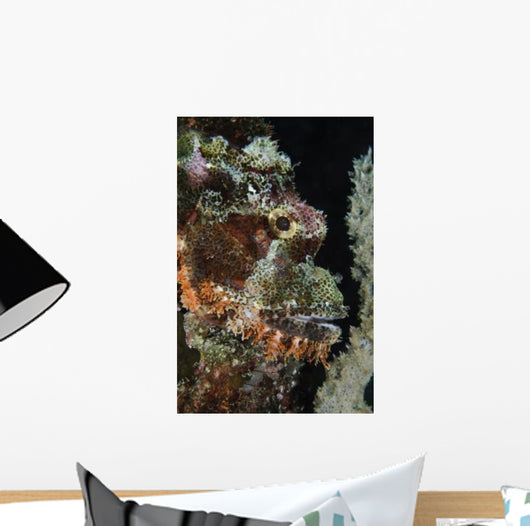Bearded Scorpionfish Indonesia Wall Decal