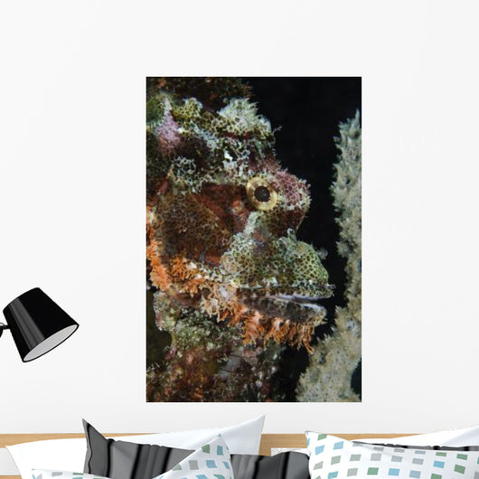 Bearded Scorpionfish Indonesia Wall Decal