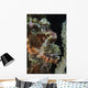 Bearded Scorpionfish Indonesia Wall Decal