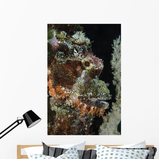 Bearded Scorpionfish Indonesia Wall Decal