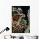 Bearded Scorpionfish Indonesia Wall Decal