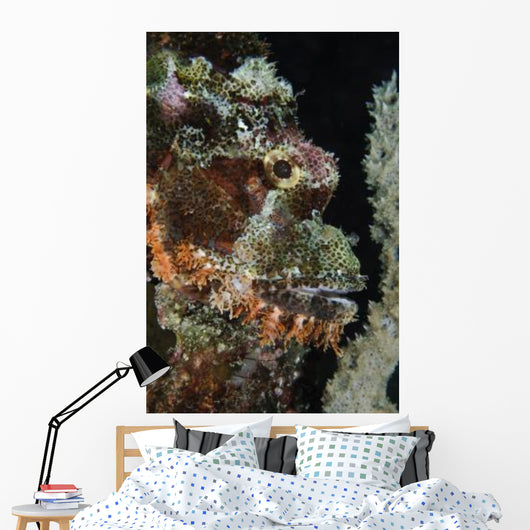 Bearded Scorpionfish Indonesia Wall Decal
