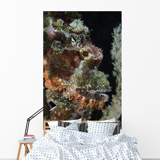 Bearded Scorpionfish Indonesia Wall Decal