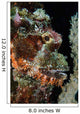 Bearded Scorpionfish Indonesia Wall Decal