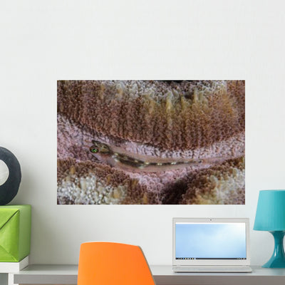 Close-up Goby Indonesia Wall Decal shown on a wall