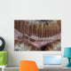 Close-up Goby Indonesia Wall Decal