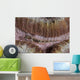 Close-up Goby Indonesia Wall Decal