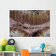 Close-up Goby Indonesia Wall Decal