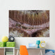 Close-up Goby Indonesia Wall Decal