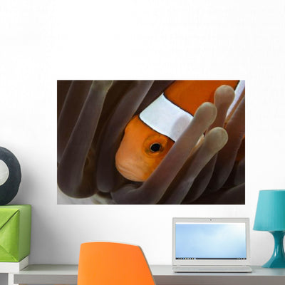 Clown Anemonefish Indonesia Wall Decal Design 1 shown on a wall