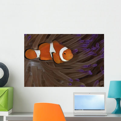 Clownfish Purple Tip Anemone Wall Decal shown on a wall