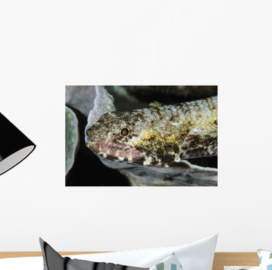 Lizardfish Indonesia Wall Decal