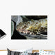 Lizardfish Indonesia Wall Decal
