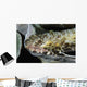 Lizardfish Indonesia Wall Decal