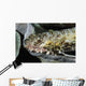 Lizardfish Indonesia Wall Decal