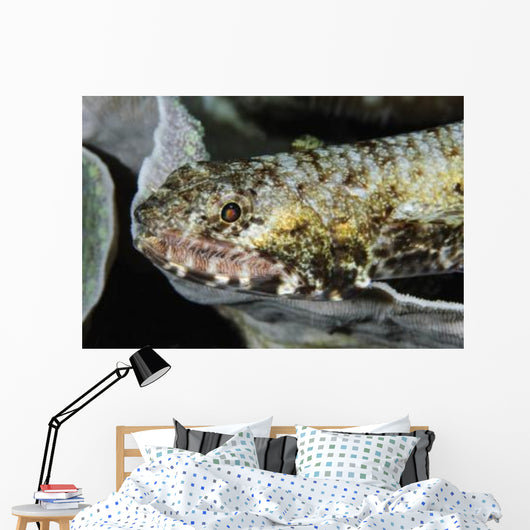 Lizardfish Indonesia Wall Decal
