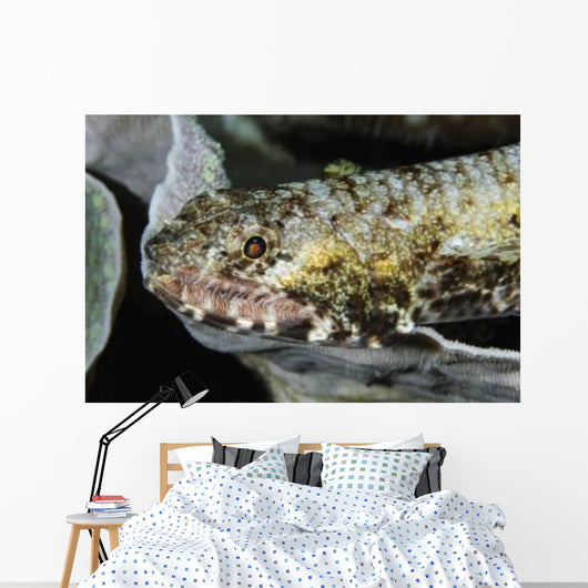 Lizardfish Indonesia Wall Decal