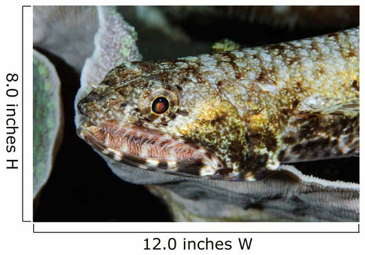 Lizardfish Indonesia Wall Decal