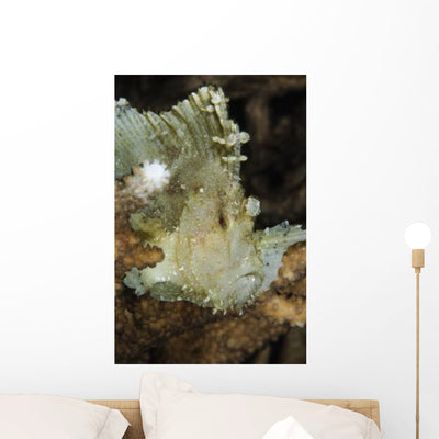 Leaf Scorpionfish Indonesia Wall Decal Design 1 shown on a wall