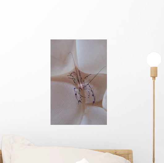 Shrimp Bubble Coral Indonesia Wall Decal Design 1