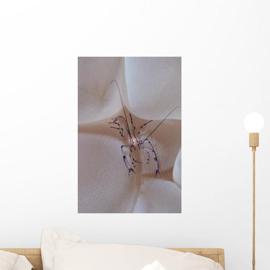 Shrimp Bubble Coral Indonesia Wall Decal Design 1