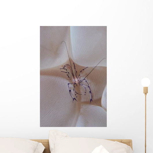 Shrimp Bubble Coral Indonesia Wall Decal Design 1