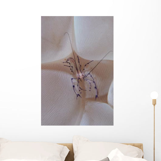 Shrimp Bubble Coral Indonesia Wall Decal Design 1