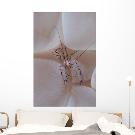 Shrimp Bubble Coral Indonesia Wall Decal Design 1