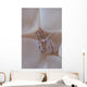 Shrimp Bubble Coral Indonesia Wall Decal Design 1