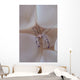 Shrimp Bubble Coral Indonesia Wall Decal Design 1