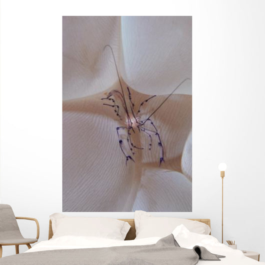 Shrimp Bubble Coral Indonesia Wall Decal Design 1