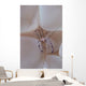 Shrimp Bubble Coral Indonesia Wall Decal Design 1