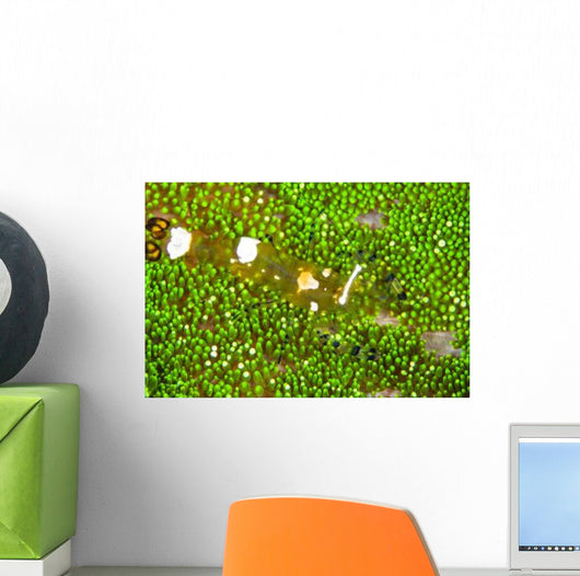 Bumblebee Shrimp Adhesive Anemone Wall Decal Design 1