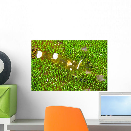Bumblebee Shrimp Adhesive Anemone Wall Decal Design 1